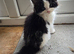 Three beautiful female kittens looking for loving forever homes.