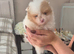Polish x Russian teddybear Pomeranians