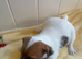 Jack Russel puppies looking for a loving home