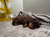 Gorgeous Miniature Dachshunds