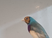 Cock gouldian finch