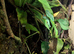 Red eye tree frogs for sale
