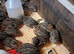 Japanese courtnix quails