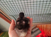 Orpington chicks