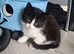 2 kittens