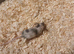 Various pet mice