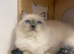 Rag doll cat