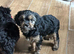 Cavalier x Biewer terrier