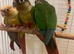 Baby conures