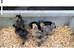 BRAHMA and ARUACANA chicks for sale