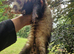 Polecat ferret