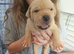 Cane corso cross bullmastiff puppies