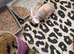 Rabbits for sale lion head