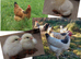 Chicks, Chickens, Cockerels & Hatching Eggs pure breed