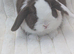 Choc split mini lop buck