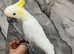 Stunning Super Affectionate Cuddly Tame Lesser Sulphur Crested Cockatoo Parrot,5