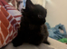 1 Female black kitten ready to go