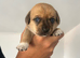 Jack chi puppies