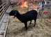 Milling Nannie goat