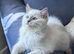 TICA EU champion ragdoll kitten