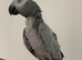 Hand tame African grey parrot