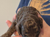 Chocolate and merle cockapoos