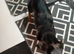 Beautiful Adult Dapple Miniature Dachshund