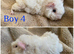 Boys and girls guineas for sale