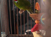 Male and female kakarikis