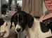 Two Cocker spaniel X Jack Russell pups
