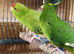 KAKARIKIS FOR SALE