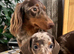 Stunning short-hair miniature dachshund dapple male