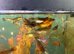 Baby mix guppies
