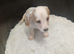 Jack rusell puppys
