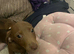 Dachshund x jack russell