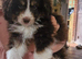 Teddybear cavapoo cross pomsky