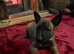Belgian shepherd puppies