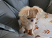 Chihuahua boy for sale