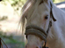 Stunning Future Star Pony &ndash; Reggie