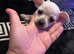 Stunning cutie chihuahua puppies