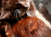 Kittens availble