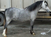 Top class 2 year old filly