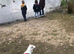 Gorgeous Jack Russell available for adoption