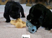 Cocker spaniel puppies