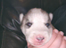 7 husky puppies for sale £800