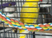 Indian Ringneck