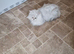 1 boy x persian cross kitten available