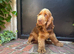 Bertie the show cocker