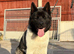 KC Registered American Akita Puppy