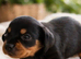 Miniature dachshund only 3 left